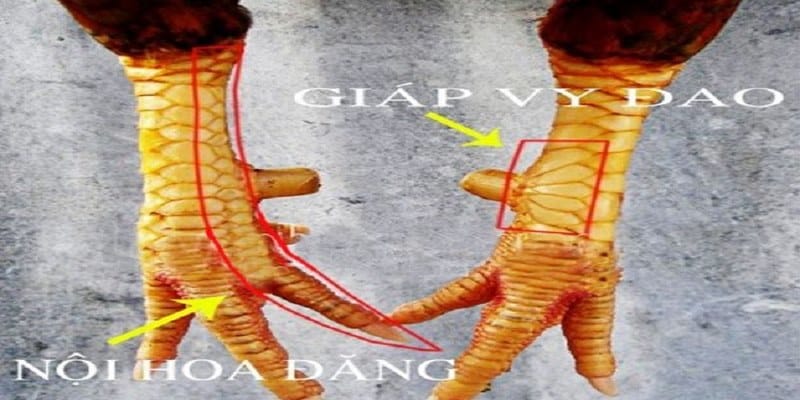 Cách xem vảy gà nội hoa đăng