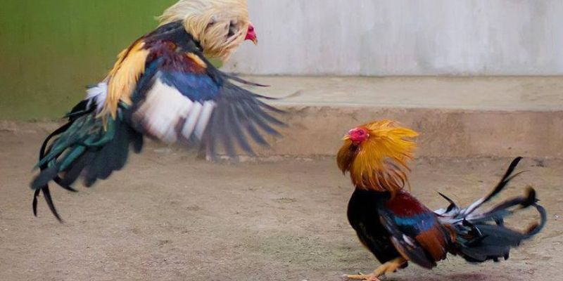 Đá Gà Campuchia Loại Hình Giải Trí Thu Hút Nhất Châu Á