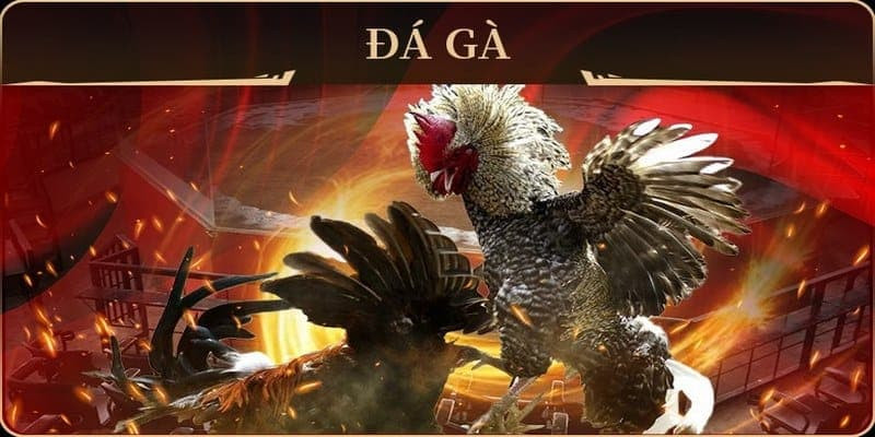 Kèo cược đá gà RR88 đa dạng
