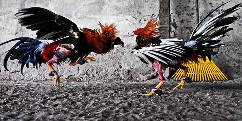 Đấu trường Thomo đẳng cấp châu Á