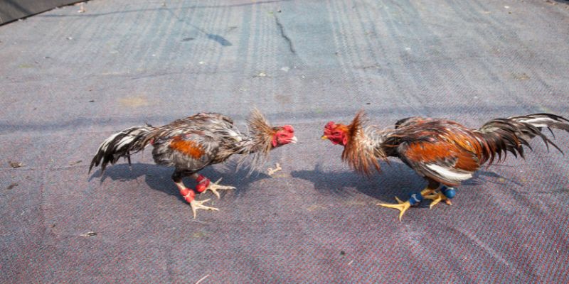 Bí kíp cược đá gà Thomo thắng đậm trên RR88